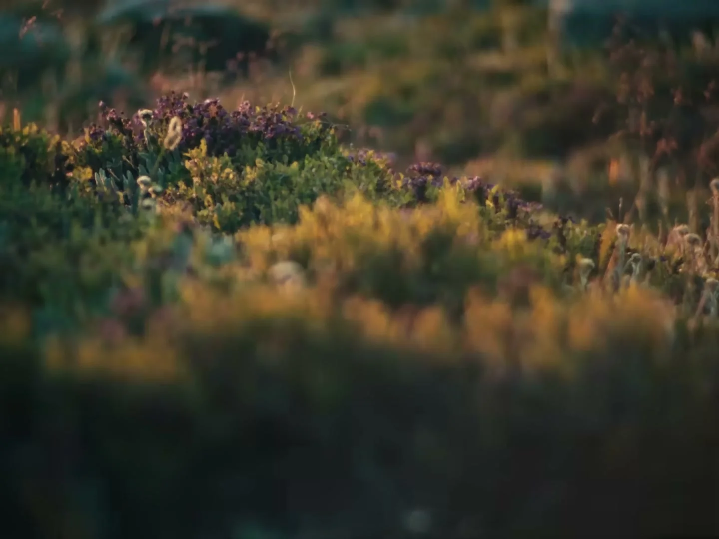 Runner moving through a field of flowers in the finished Ciele commercial