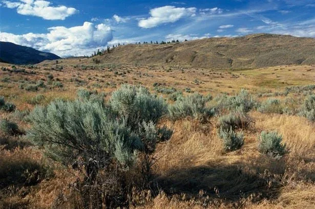 Dry grassland and rolling terrain in the Okanagan