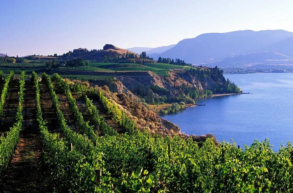 Vineyards above Okanagan Lake in British Columbia
